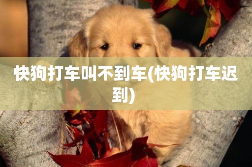 快狗打車叫不到車(快狗打車遲到) 