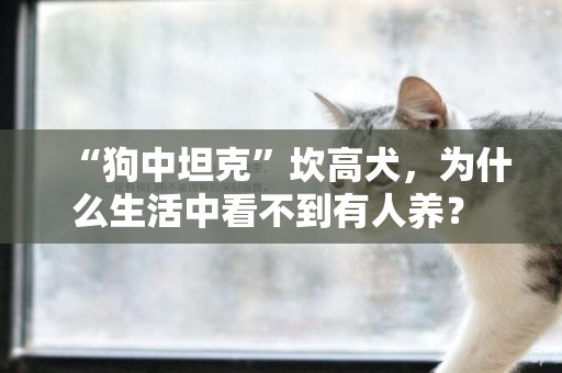 “狗中坦克”坎高犬，為什么生活中看不到有人養？ 