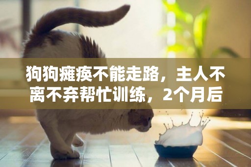 狗狗癱瘓不能走路，主人不離不棄幫忙訓練，2個月后奇跡出現了 