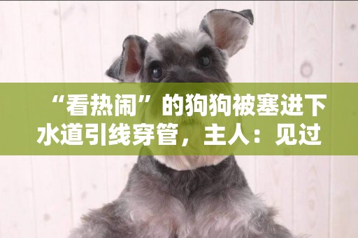 “看熱鬧”的狗狗被塞進下水道引線穿管，主人：見過它鉆下水道捉老鼠 