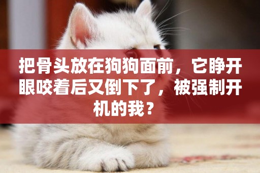 把骨頭放在狗狗面前，它睜開眼咬著后又倒下了，被強制開機的我？ 