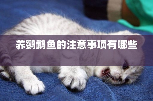 養鸚鵡魚的注意事項有哪些 