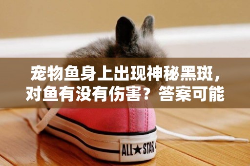 寵物魚身上出現神秘黑斑，對魚有沒有傷害？答案可能讓你大跌眼鏡 