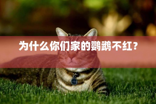 為什么你們家的鸚鵡不紅？ 