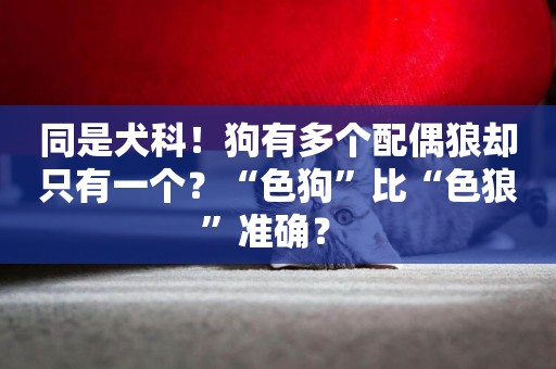 同是犬科！狗有多個配偶狼卻只有一個？“色狗”比“色狼”準確？ 