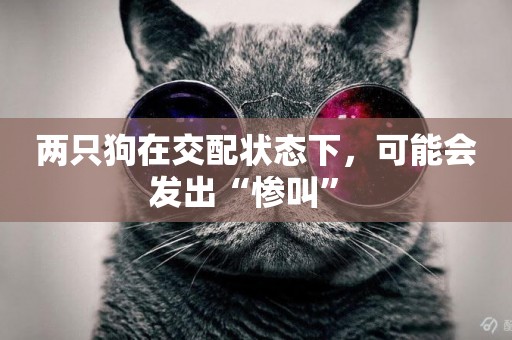 兩只狗在交配狀態下，可能會發出“慘叫” 