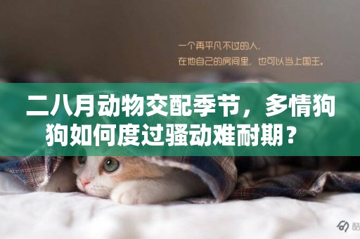 二八月動物交配季節，多情狗狗如何度過騷動難耐期？ 