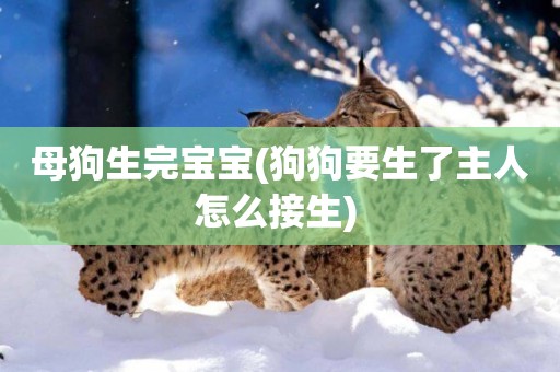 母狗生完寶寶(狗狗要生了主人怎么接生) 