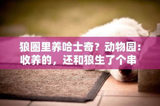 狼圈里養哈士奇？動物園：收養的，還和狼生了個串 
