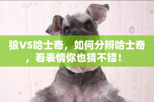 狼VS哈士奇，如何分辨哈士奇，看表情你也猜不錯！ 