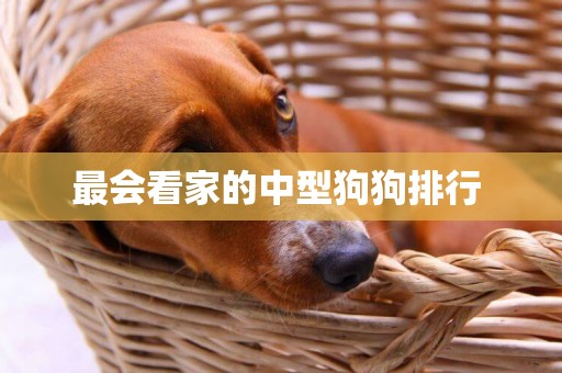 最會看家的中型狗狗排行 