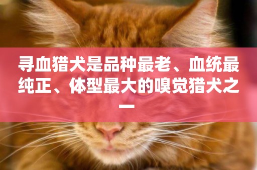 尋血獵犬是品種最老、血統最純正、體型最大的嗅覺獵犬之一 