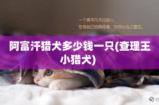 阿富汗獵犬多少錢一只(查理王小獵犬) 