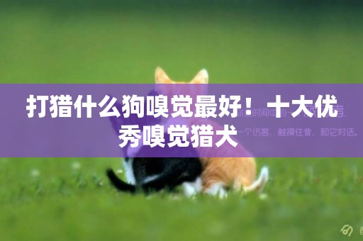 打獵什么狗嗅覺最好！十大優秀嗅覺獵犬 