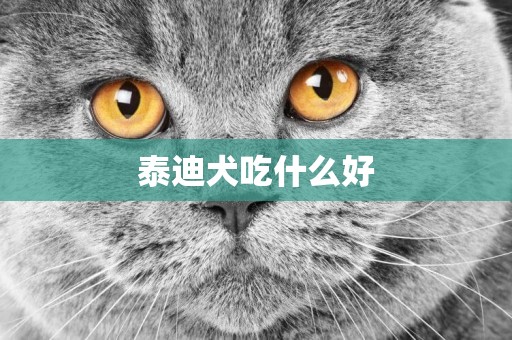 泰迪犬吃什么好