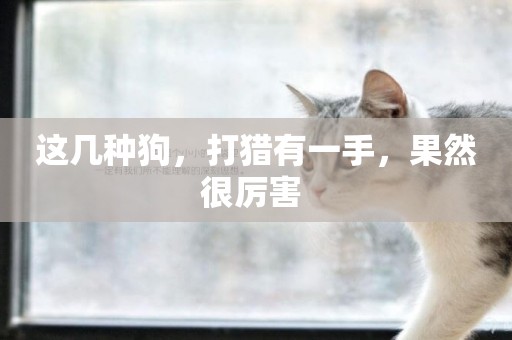 這幾種狗，打獵有一手，果然很厲害 