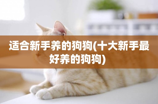 適合新手養的狗狗(十大新手最好養的狗狗) 
