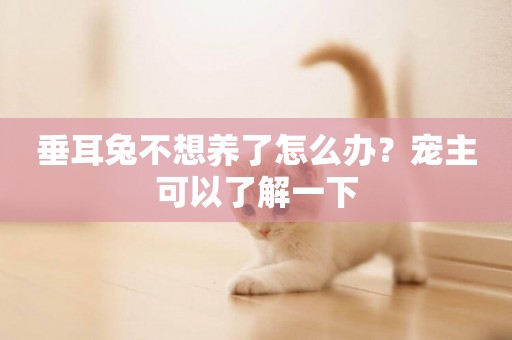 垂耳兔不想養了怎么辦？寵主可以了解一下