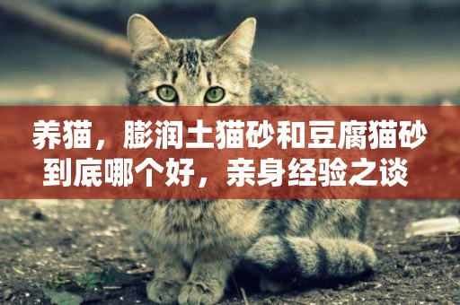 養貓，膨潤土貓砂和豆腐貓砂到底哪個好，親身經驗之談 