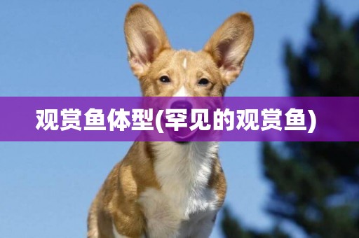觀賞魚體型(罕見的觀賞魚) 