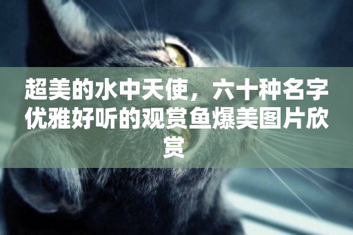 超美的水中天使，六十種名字優雅好聽的觀賞魚爆美圖片欣賞 
