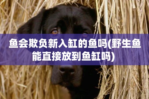 魚會欺負新入缸的魚嗎(野生魚能直接放到魚缸嗎) 