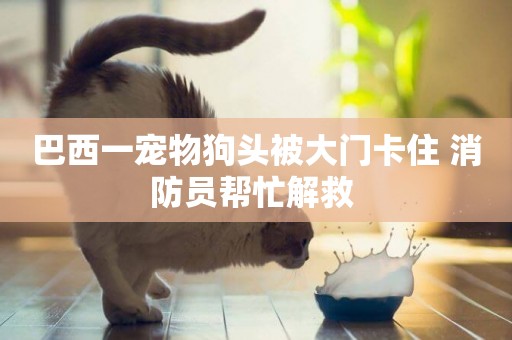 巴西一寵物狗頭被大門卡住 消防員幫忙解救 