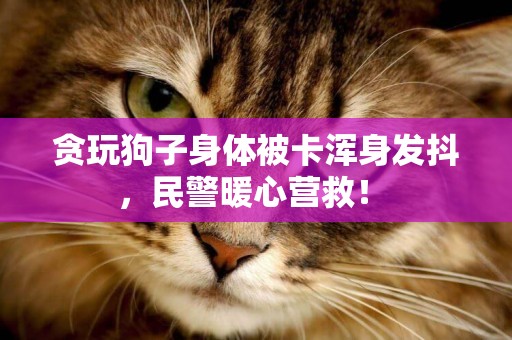 貪玩狗子身體被卡渾身發抖，民警暖心營救！ 