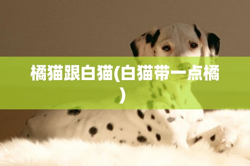 橘貓跟白貓(白貓帶一點橘) 