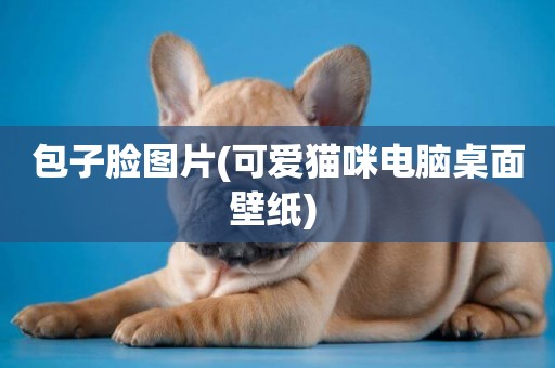 包子臉圖片(可愛貓咪電腦桌面壁紙) 