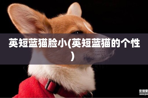 英短藍貓臉小(英短藍貓的個性) 