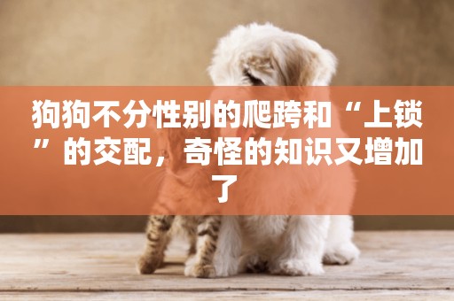 狗狗不分性別的爬跨和“上鎖”的交配，奇怪的知識又增加了 