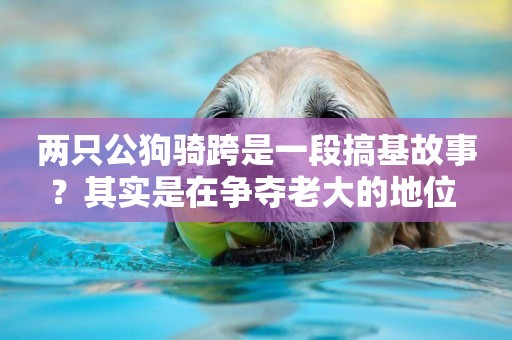兩只公狗騎跨是一段搞基故事？其實是在爭奪老大的地位 