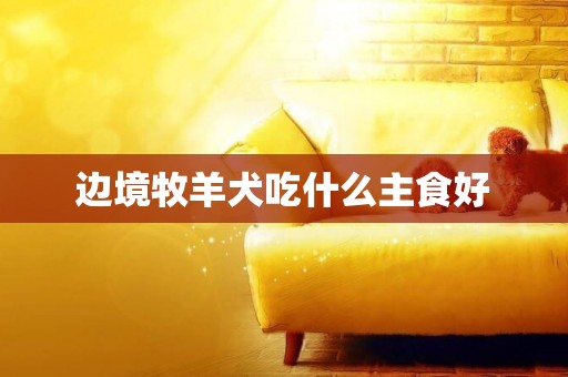 邊境牧羊犬吃什么主食好