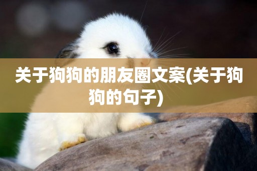 關于狗狗的朋友圈文案(關于狗狗的句子) 