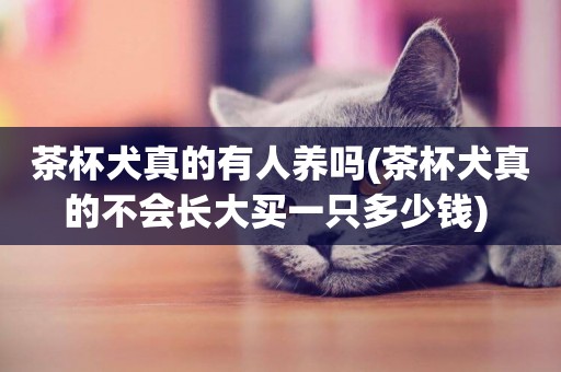 茶杯犬真的有人養嗎(茶杯犬真的不會長大買一只多少錢) 