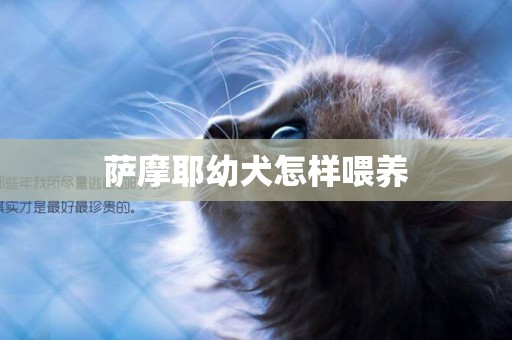 薩摩耶幼犬怎樣喂養