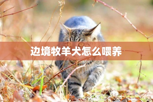 邊境牧羊犬怎么喂養