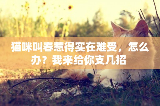 貓咪叫春惹得實在難受，怎么辦？我來給你支幾招 