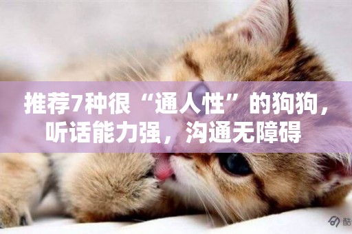 推薦7種很“通人性”的狗狗，聽話能力強，溝通無障礙 