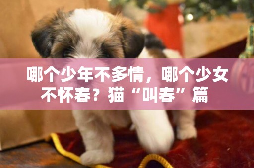 哪個少年不多情，哪個少女不懷春？貓“叫春”篇 
