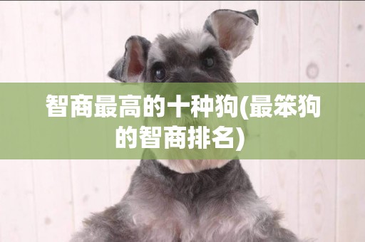 智商最高的十種狗(最笨狗的智商排名) 
