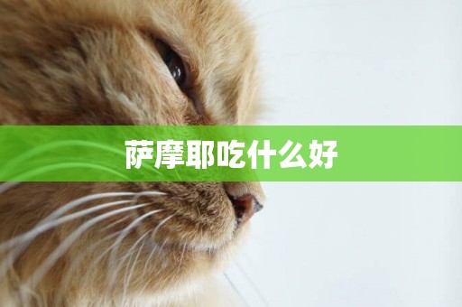 薩摩耶吃什么好