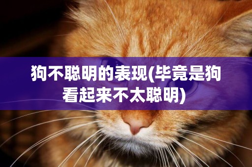 狗不聰明的表現(畢竟是狗看起來不太聰明) 