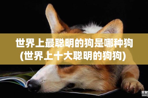 世界上最聰明的狗是哪種狗(世界上十大聰明的狗狗) 