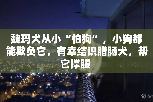 魏瑪犬從小“怕狗”，小狗都能欺負它，有幸結識臘腸犬，幫它撐腰 