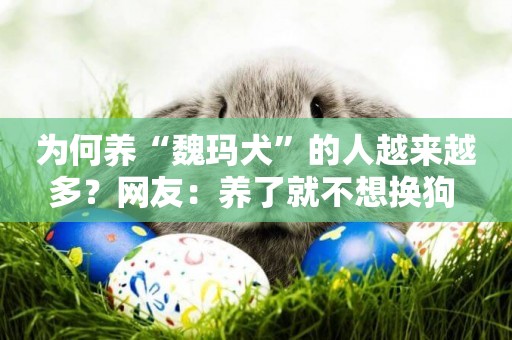 為何養“魏瑪犬”的人越來越多？網友：養了就不想換狗 