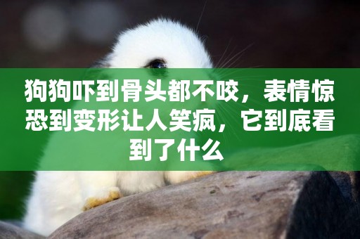 狗狗嚇到骨頭都不咬，表情驚恐到變形讓人笑瘋，它到底看到了什么 
