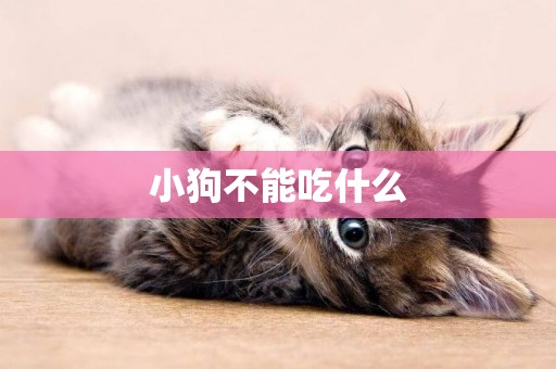 小狗不能吃什么