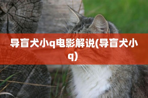 導盲犬小q電影解說(導盲犬小q) 